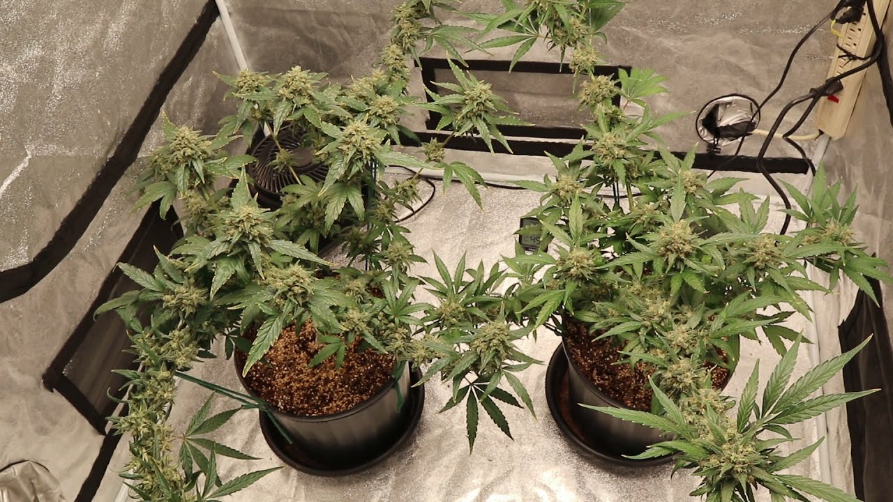 2021 Indoor Grow Week 8 In Bud Pt11
