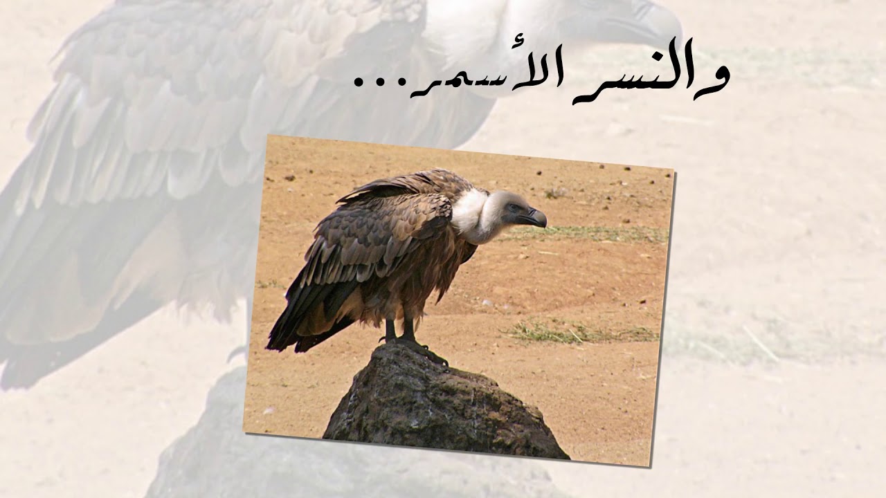 محمية محازة الصيد