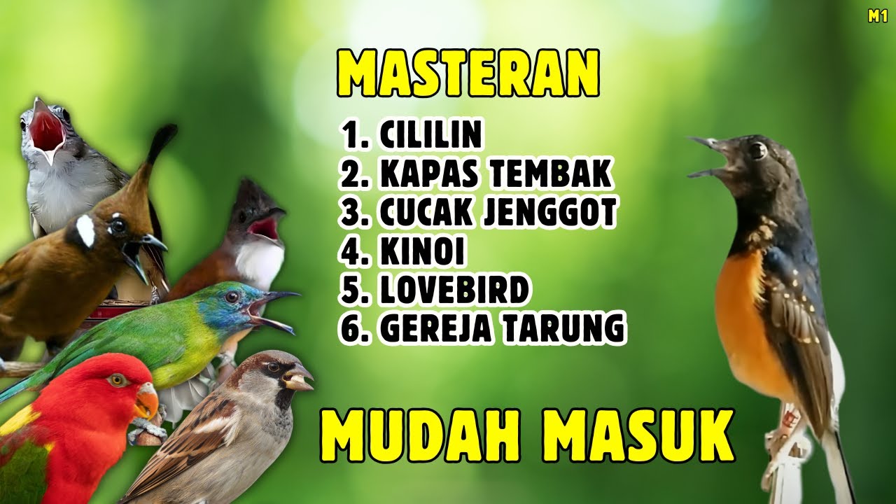🔴 DONGKRAK EMOSI NAIK || MASTERAN MEWAH MURAI BATU GACOR