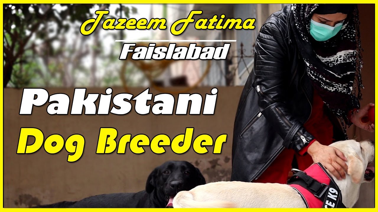 Female Dog Breeder From Faisalabad - Labrador kennel - Labrador Puppies