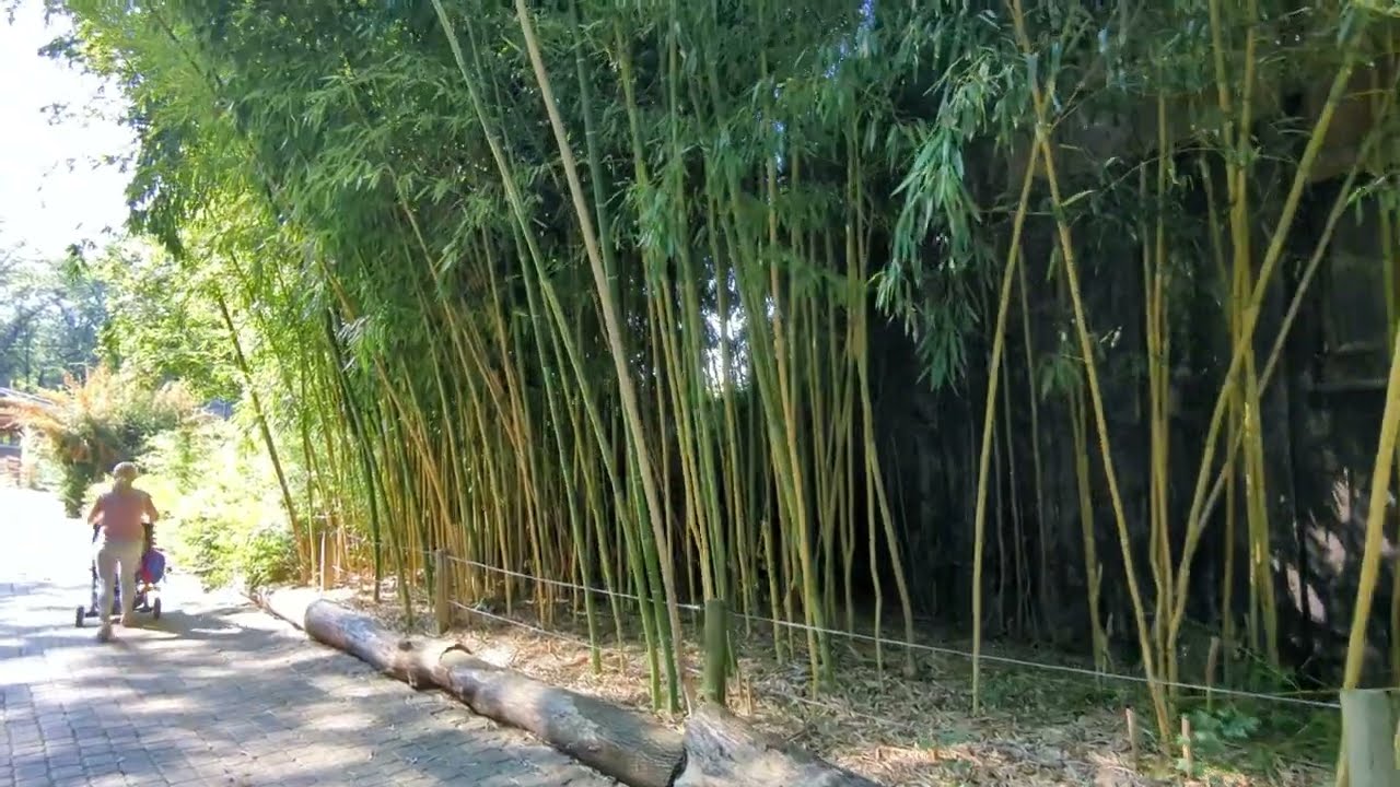 Phyllostachys Vivax Huangwenzhu Zoo Opole 05.09.2023r