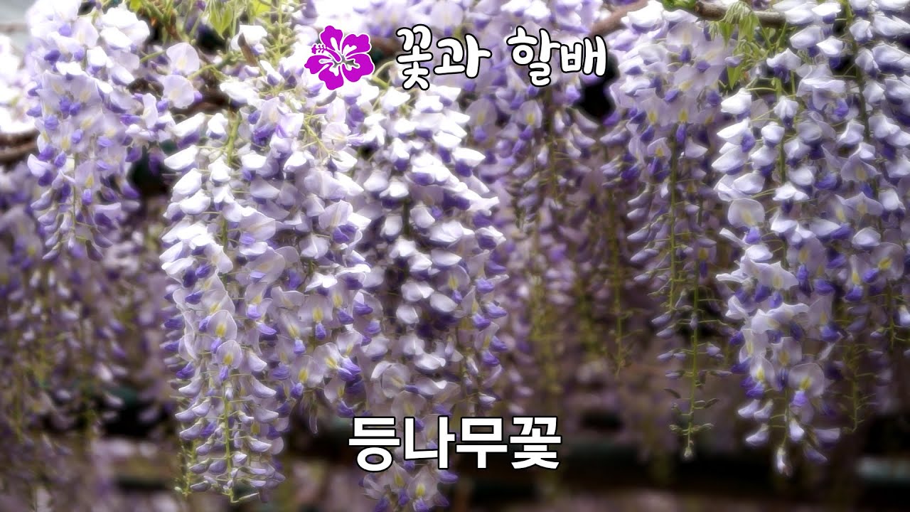 [꽃과 할배: 등나무꽃] 40년 할배 등나무의 화려한 변신