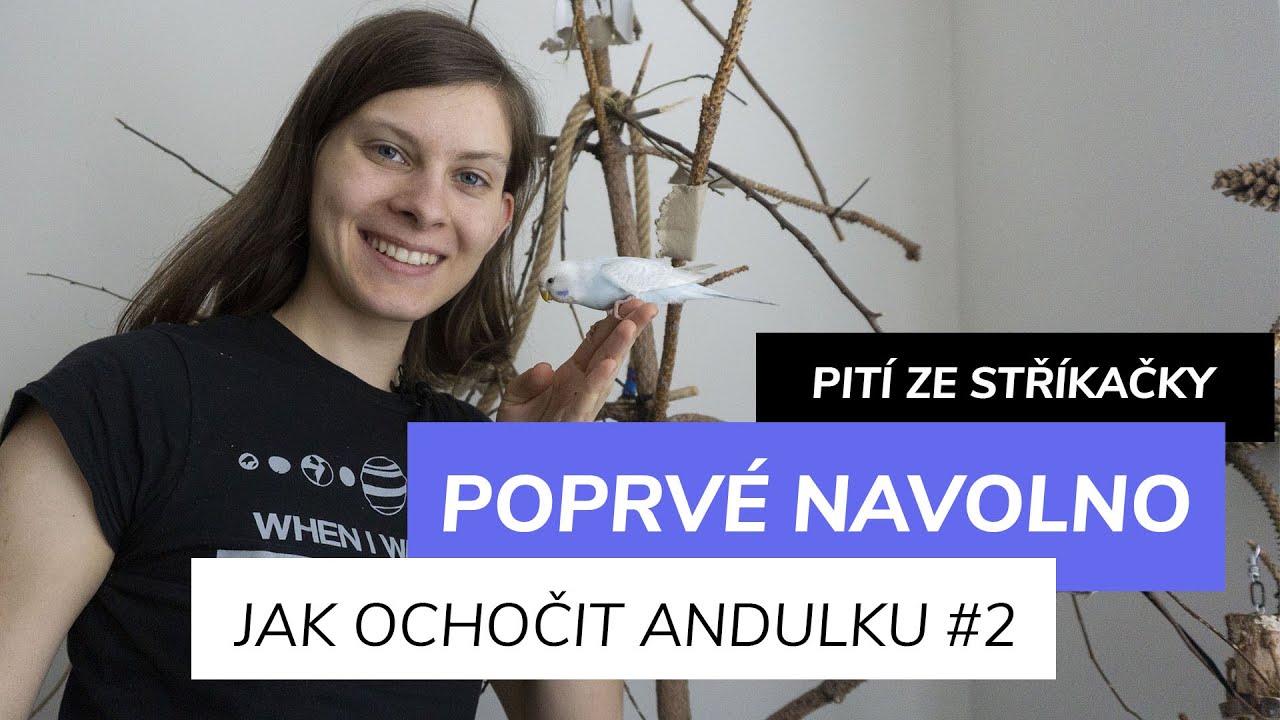 Kdy a Jak pustit andulku z klece, ochočování andulky | Snowlog # 2