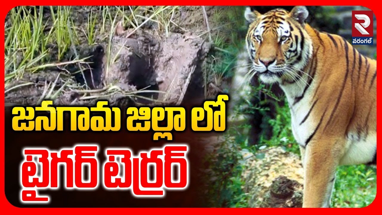 జనగామ జిల్లా లో టైగర్ టెర్రర్  |  Tiger attacks to cattles ground report | RTV