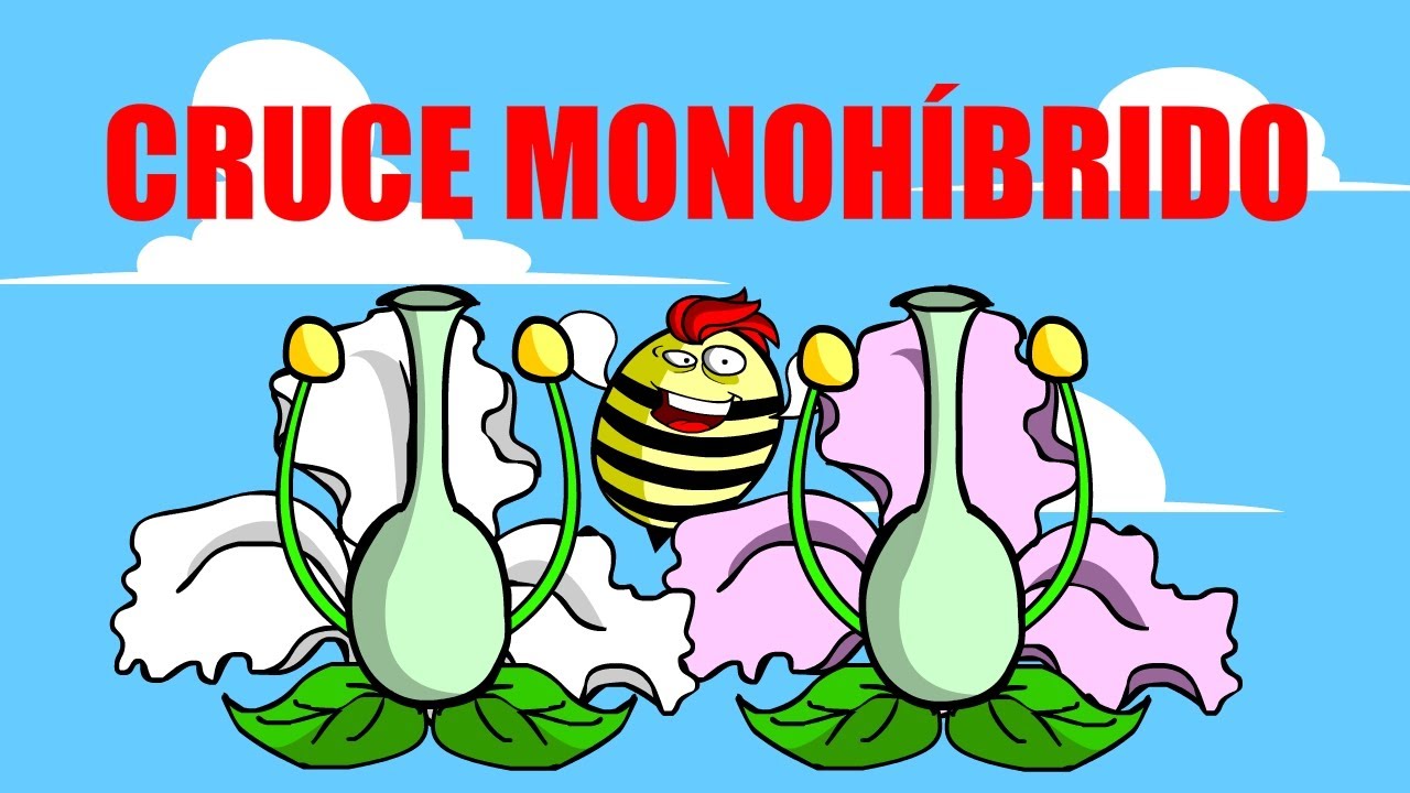 ❎CRUCES MONOHÍBRIDOS ❎Teoría, Concepto y Ejercicio🌷❎🌼