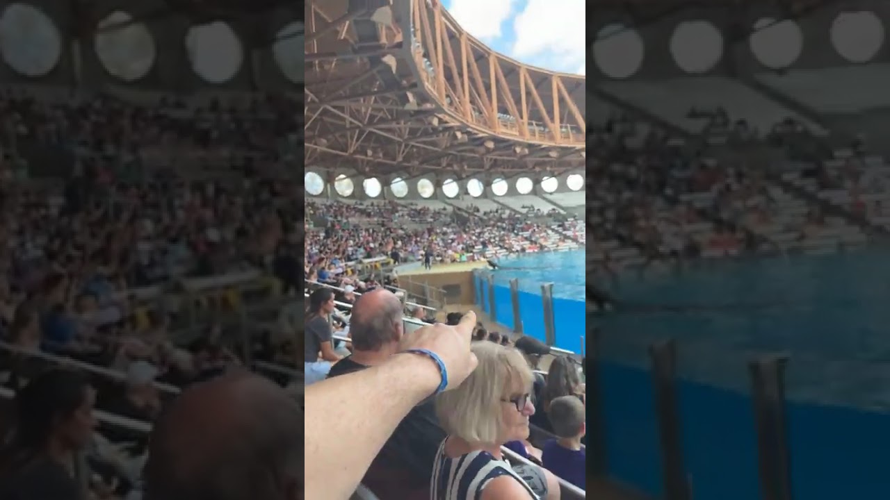 Sea world Orlando shamu show 7th march 2026