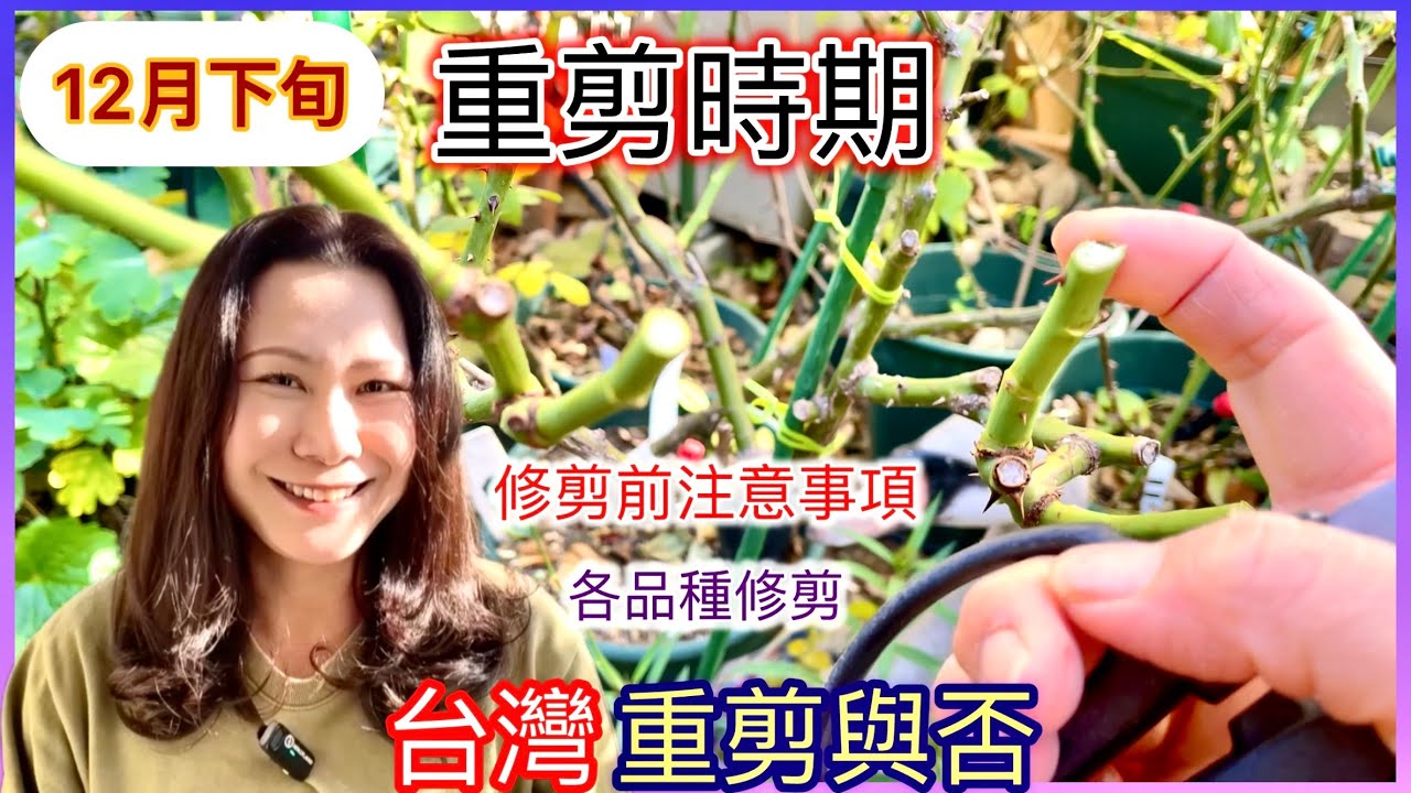 【12月下旬】簡單易學！如何重剪爬藤與半張直立玫瑰，重剪前的注意要點⚠️#Erin玫瑰花園
