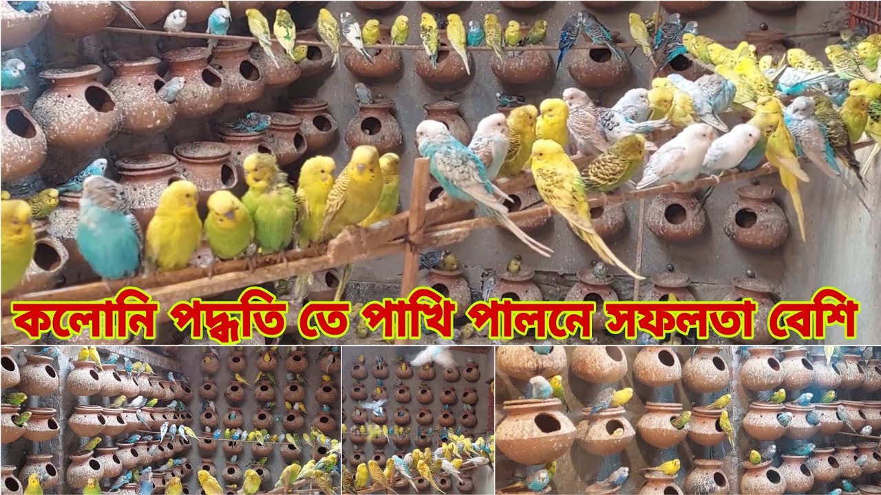 কলোনি পদ্ধতি তে পাখি পালনে সফলতা বেশি | সৈয়দপুরের সফল পাখি খামারি ইমরান