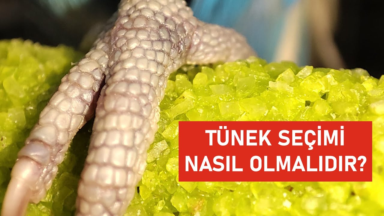 Kuşlarda Tünek Nasıl Olmalıdır? Hangi Tünekler Kuşlara Zarar Verir? #1