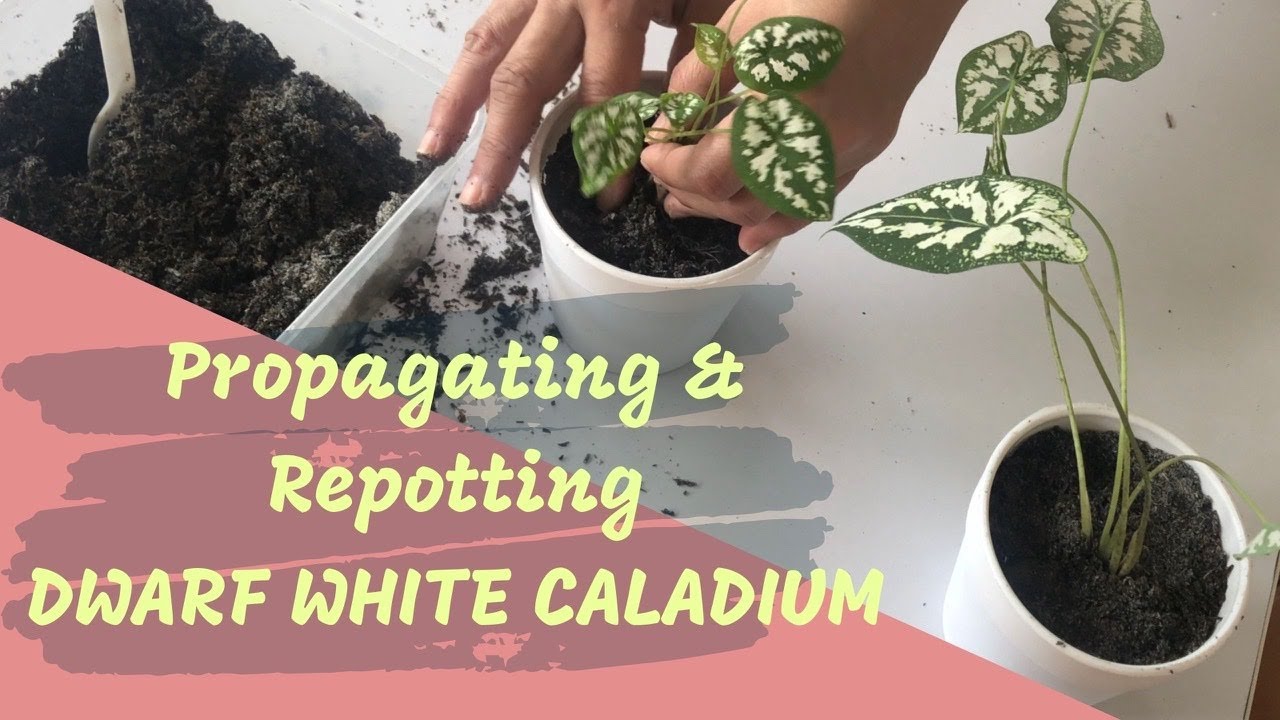 Propagating and Repotting Dwarf White Caladium and Care Tips