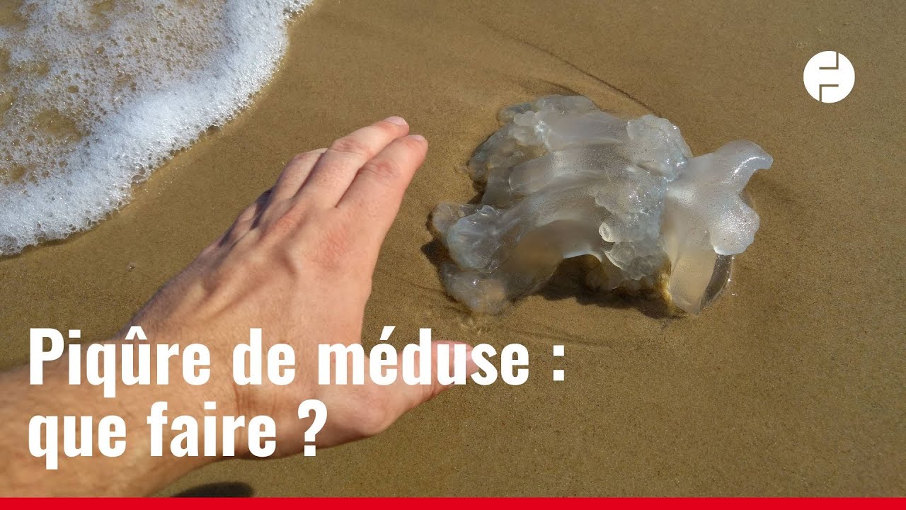 Si vous êtes piqué par une méduse, voici quoi faire