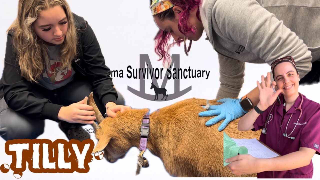 Наконец-то получены ответы на вопросы о спасенной козочке Тилли.