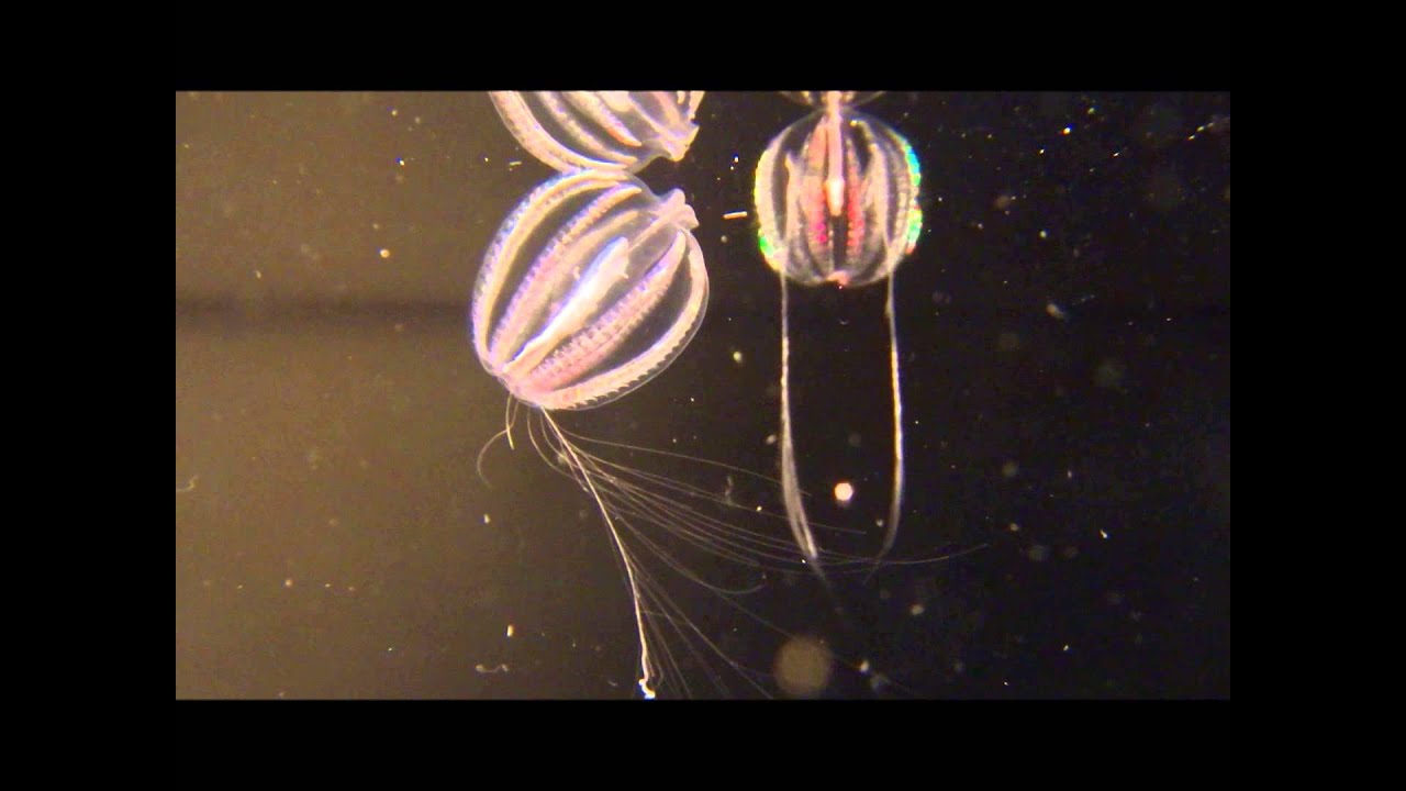 Ctenophore Tale 2013