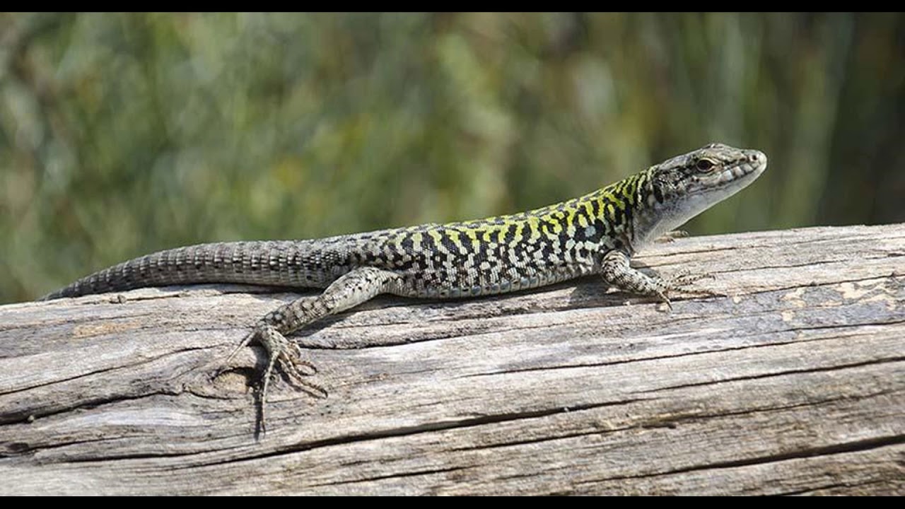 Lizards, listening TRINITY B1, task 1.