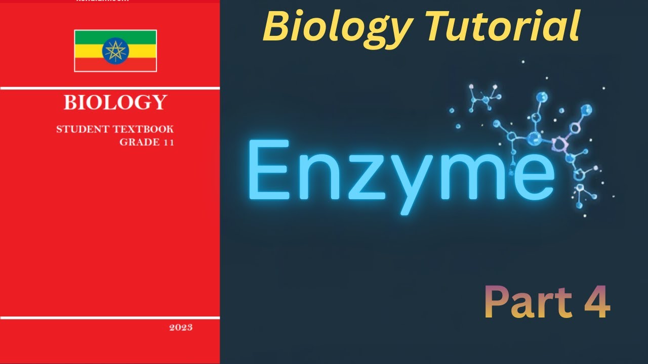 Enzymes: APPLICATION OF ENZYME Explained | Grade 11 Biology