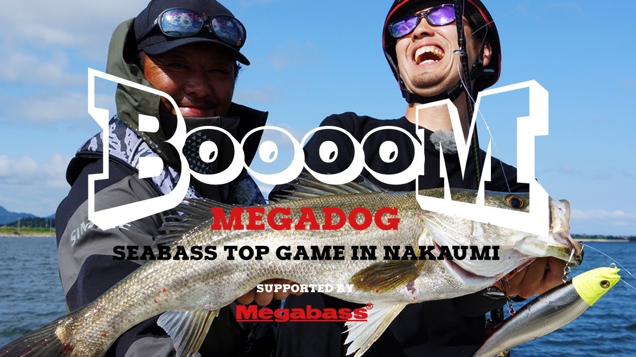 大型プラグに水面炸裂！メガドッグを使ったシーバストップウォーターゲームin中海【Megabass】