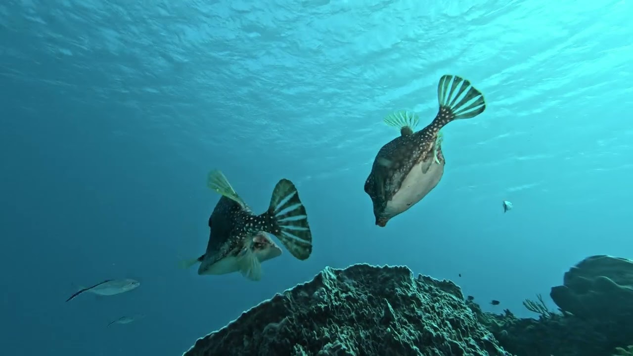Honeycomb Cowfish in Cozumel