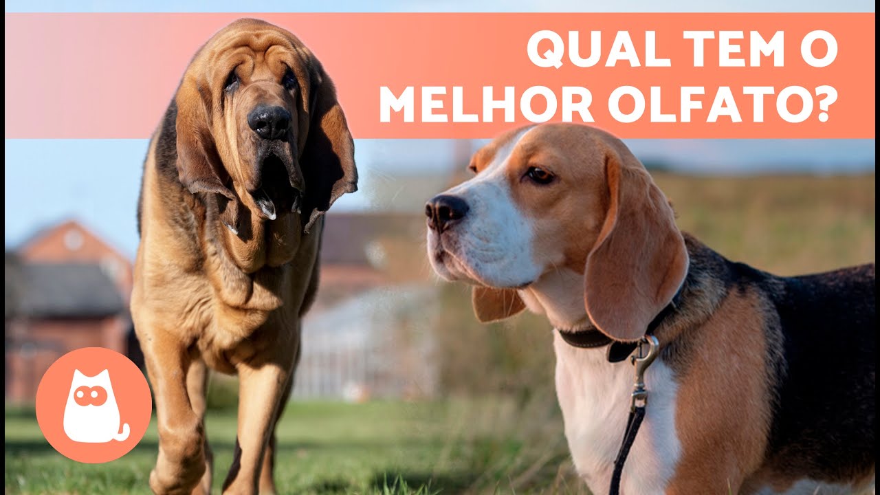 7 RAÇAS DE CÃES FAREJADORES 🐶 | Os 7 principais cães de caça ✅