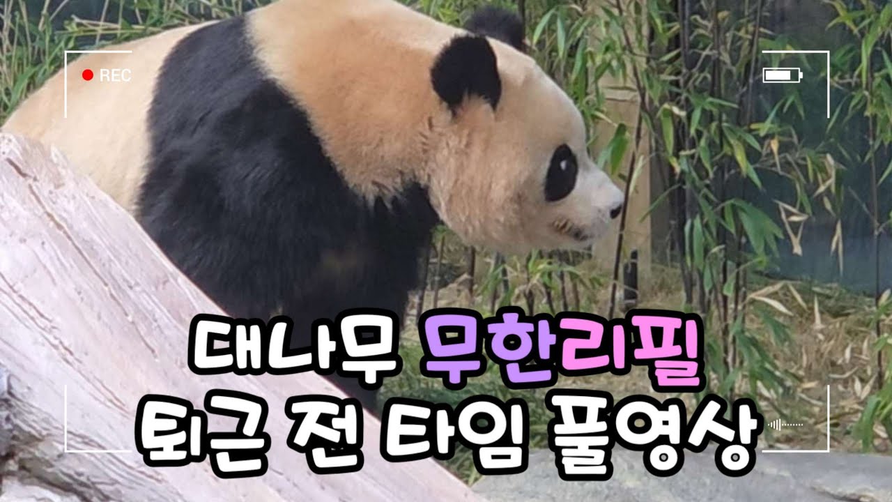 👉🏻곧 퇴근인데 브타? 곧 퇴근인데 대나무 리필?