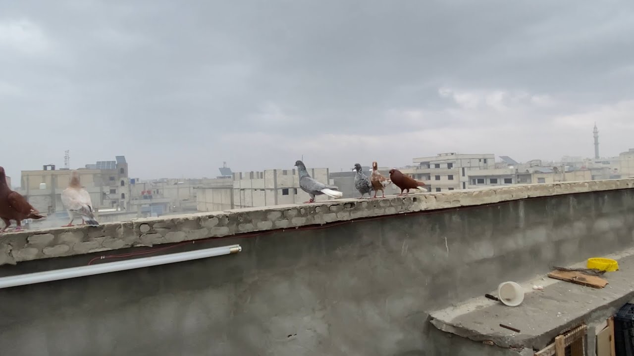رد على التعليقات ال 🤮