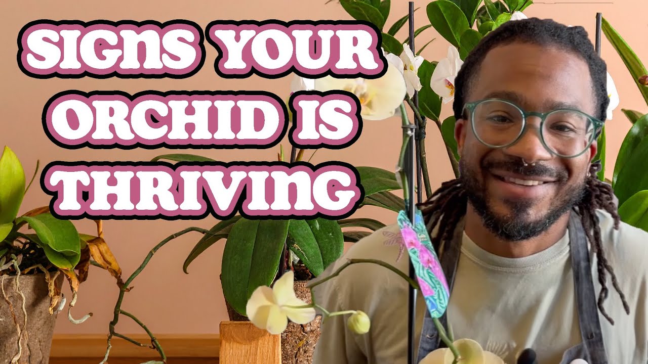 4 Signs Your Orchid Is Thriving [Phalaenopsis Care]