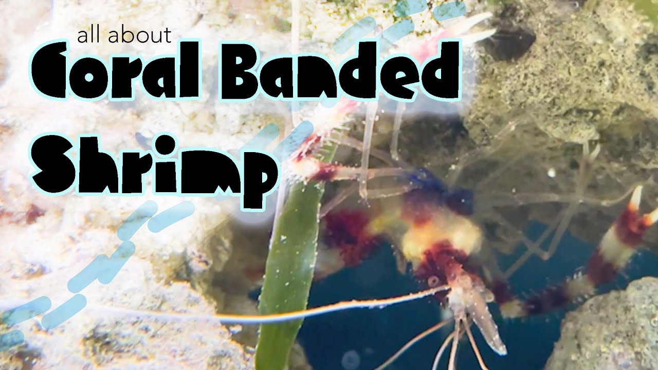 Learn all About Coral Banded Shrimp- One Colorful Character!