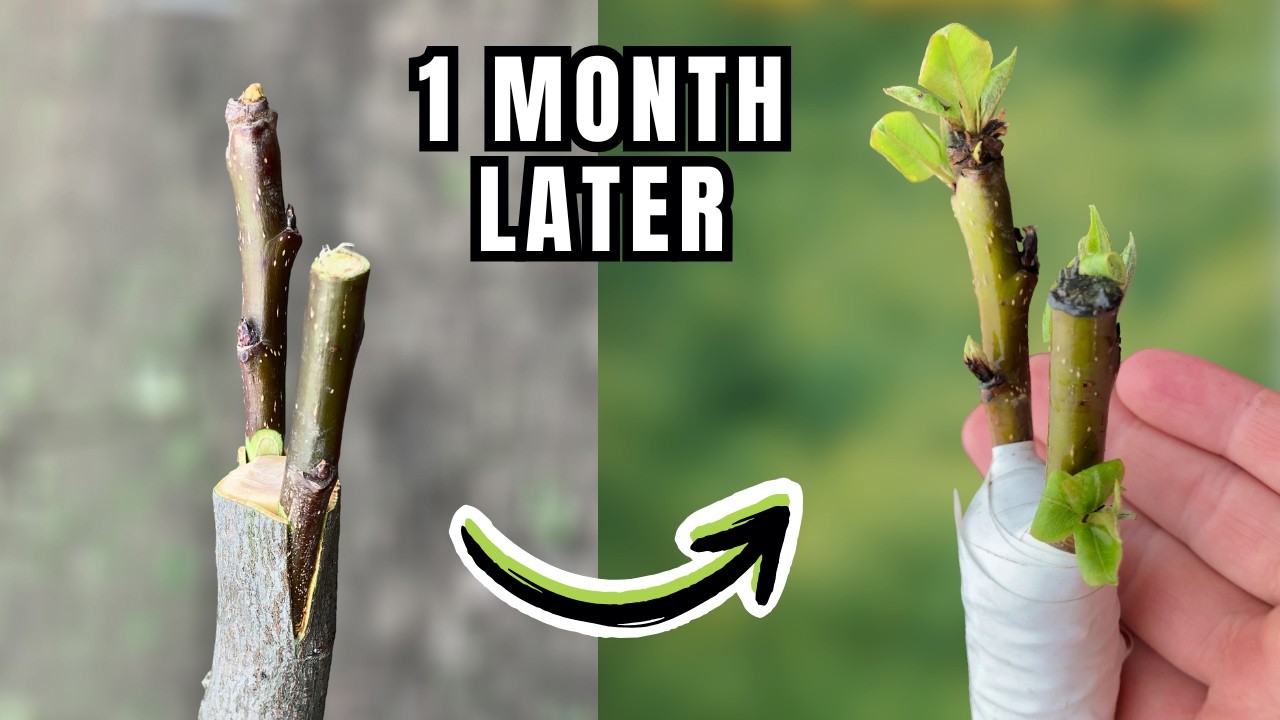 Simple Grafting in Spring | Step by Step + 30 Days Results