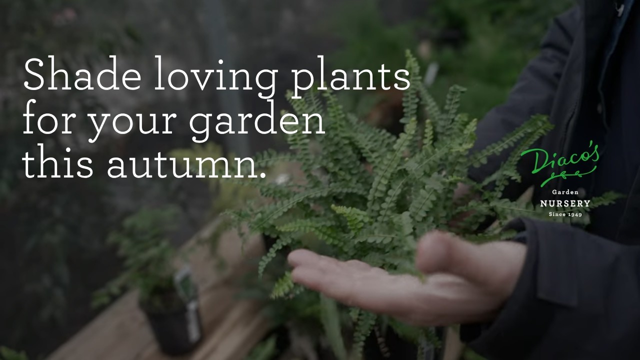 Autumn Planting - the best shade loving plants for your garden.