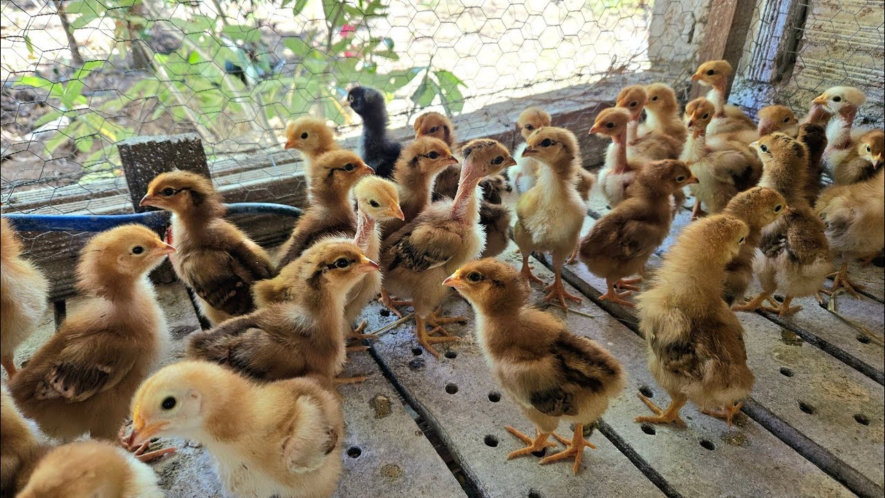 Levei os Pintinhos pra Granja, Programa de luz e muita Chuva 🐥🥚⛈️