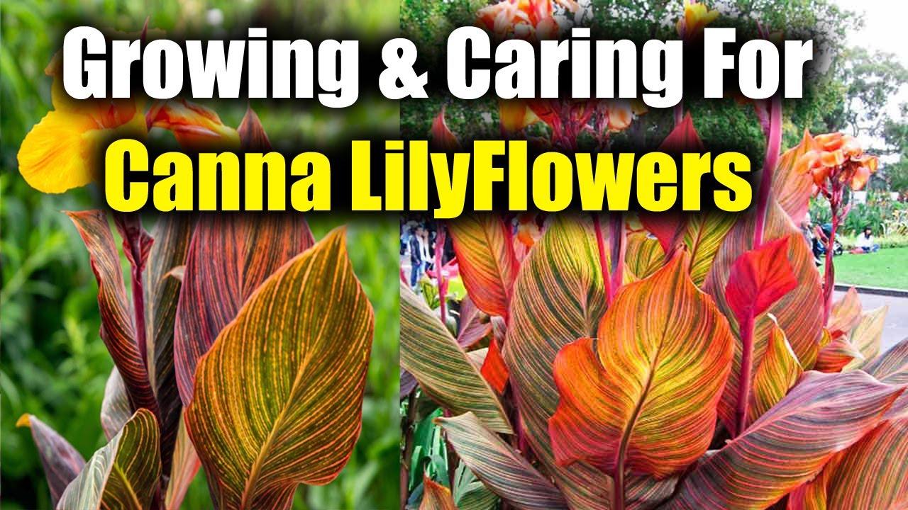 How to Grow and Care for Canna Lily