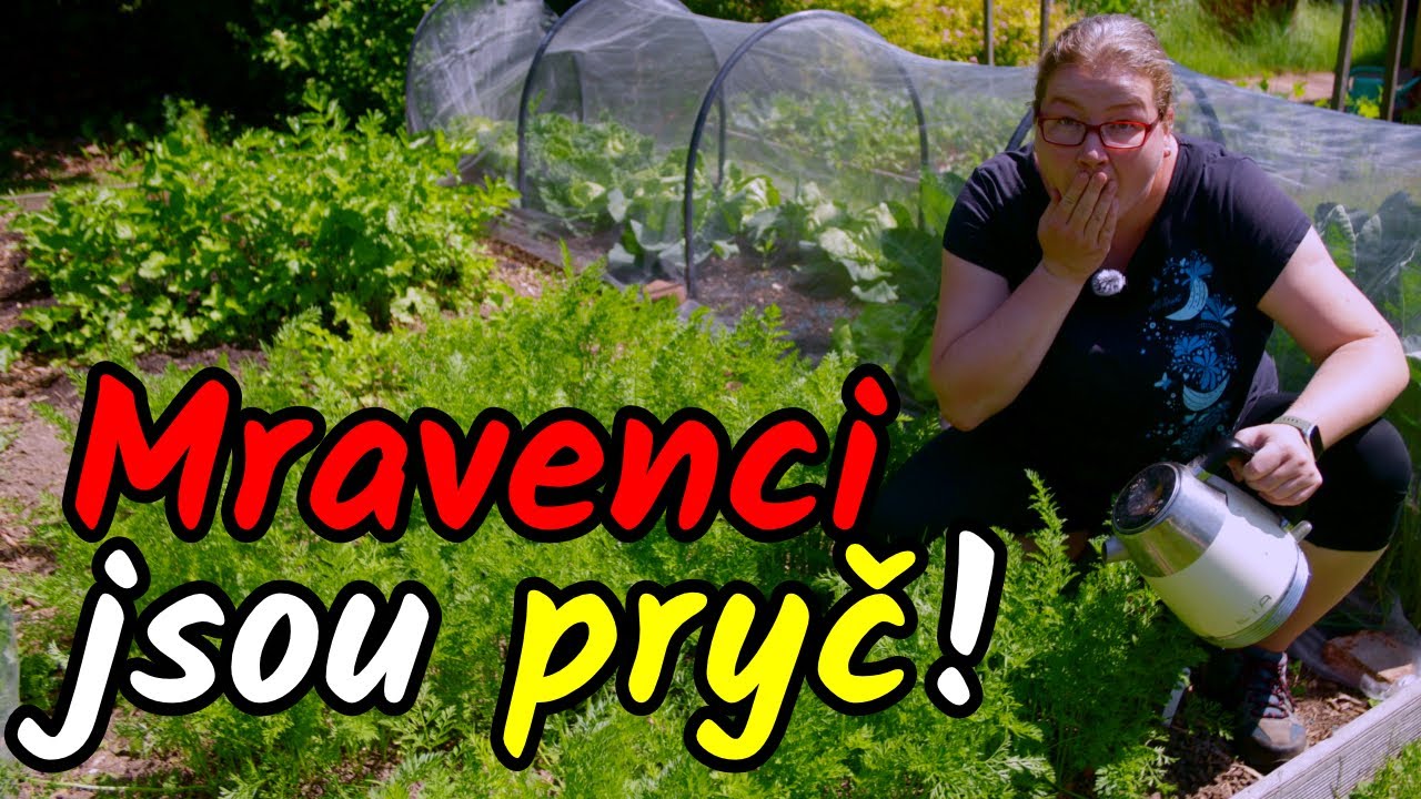 👩‍🌾🛑 Jak VYPUDIT MRAVENCE ze zahrady? A pokud možno bez chemie!