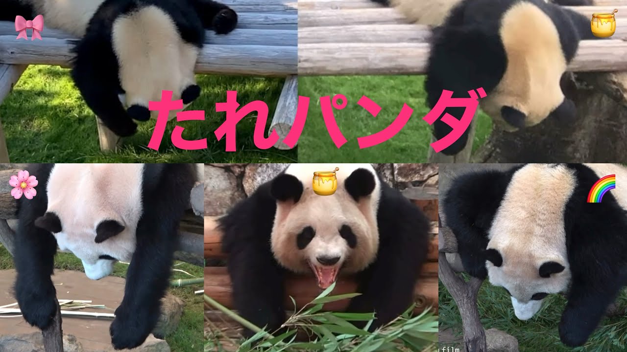 【🌸桜浜🍯良浜🎀結浜🌈彩浜『たれパンダ』No.1は誰？】 垂れ寝 #櫻浜 #ouhin #yingbang ＃良浜 #結浜 #彩浜  #🐼 #パンダ #大熊猫 #panda