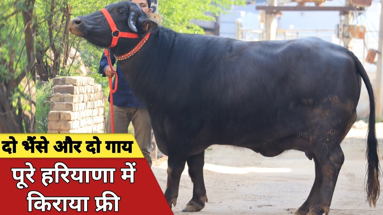 पूरे हरियाणा में फ्री किराये में चार पशु, एक ही जगह बिक्री के लिए || Yateen Dairy Farm (7056919592)