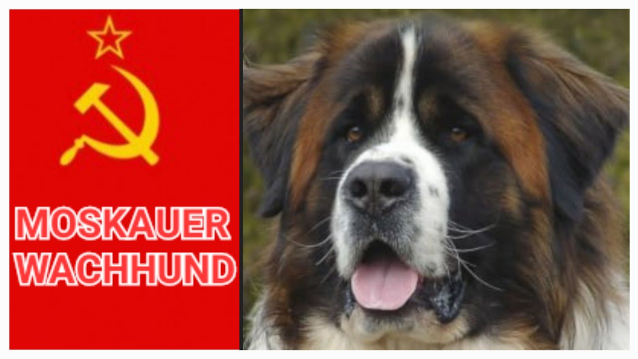 Moskauer Wachhund