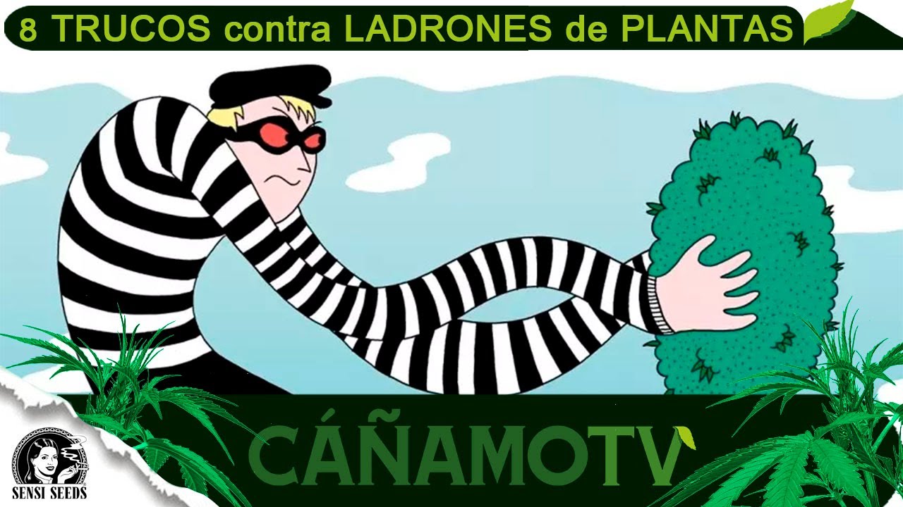 8 CONSEJOS para EVITAR a los LADRONES de PLANTAS