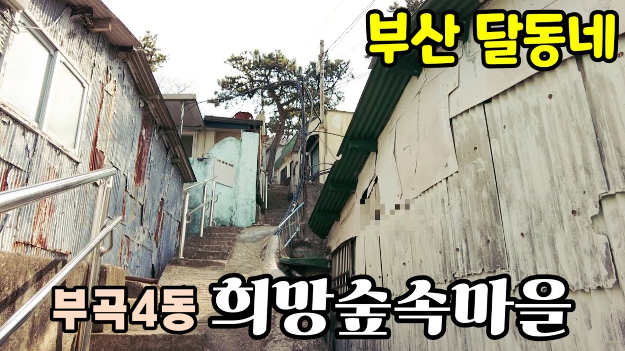 (동네여행 부산편10) 산 꼭대기에 자리한 달동네 / 부곡4동 희망숲속마을