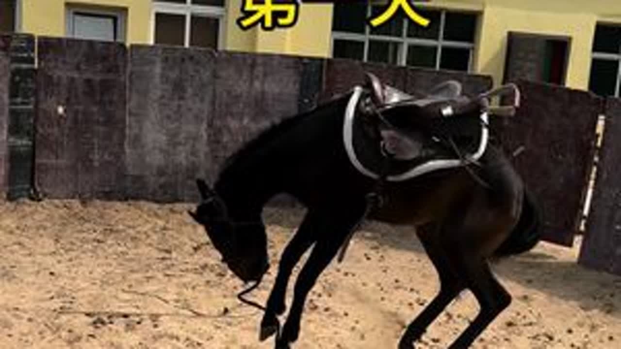 生马上背第一天#骑马#训马#三农