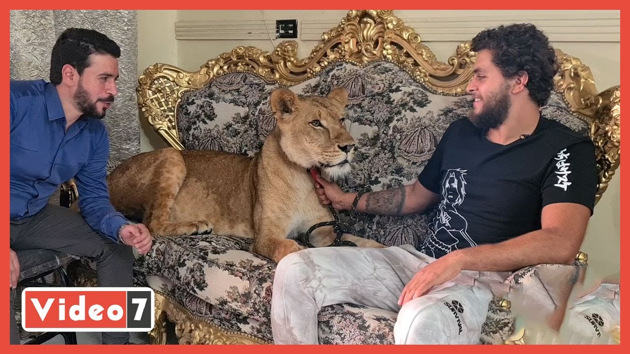 أشرف الحلو يكشف حقيقة تواجد أمير كرارة مع أسد داخل القفص فى نسل الأغراب