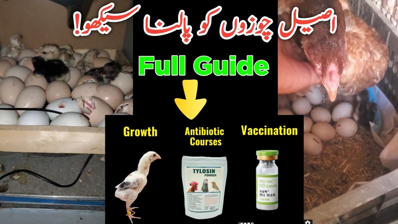1-3 Mahine Tak Ke Aseel Chicks Ki Growth, Care & Vaccination Guide!