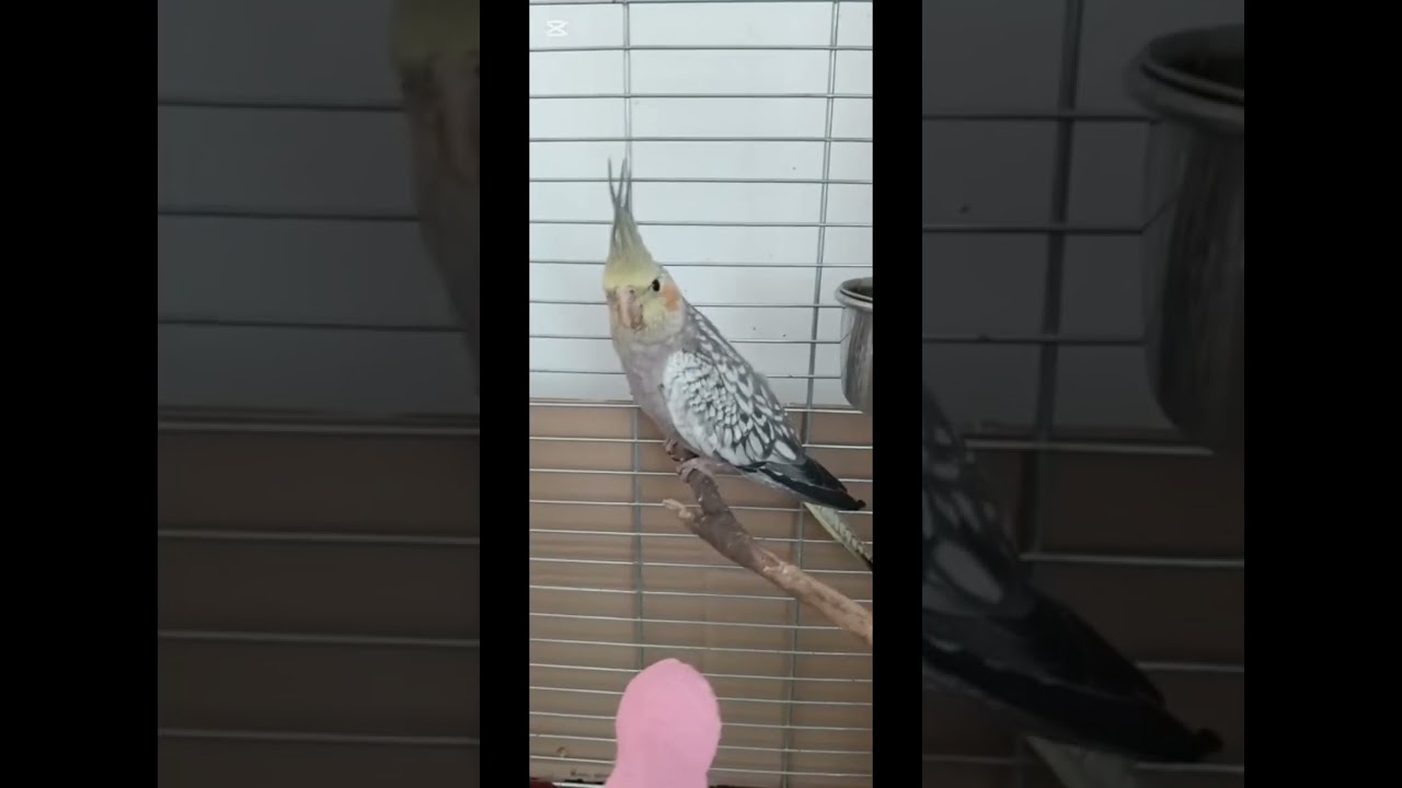 Risko official song 