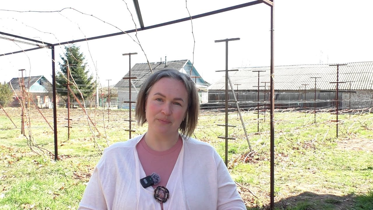 Схема обработок винограда на сезон 2025