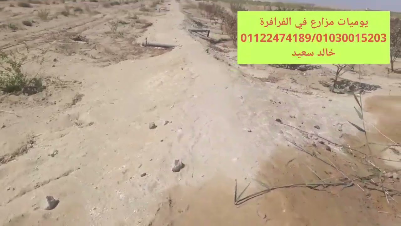الوادي الجديد الفرافرة شكل الارض بعد الحرث وتجهيزها لزراعة البرسيم الحجازي