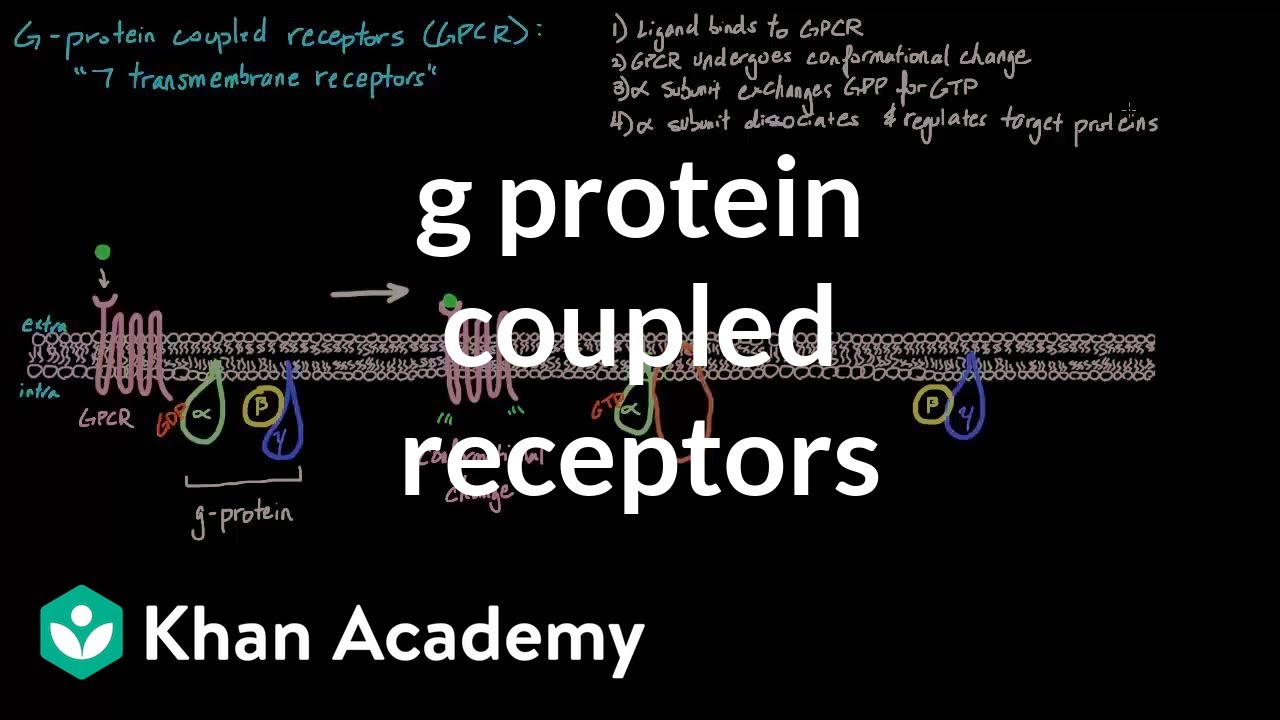 G Protein Coupled Receptors | Nervous system physiology | NCLEX-RN | Khan Academy