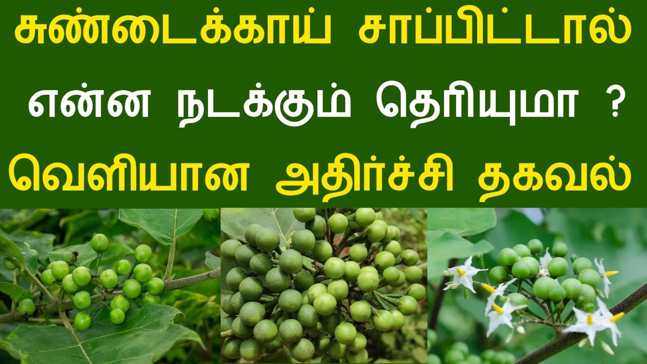 சுண்டைக்காய் சாப்பிட்டால் என்ன நடக்கும் தெரியுமா ? வெளியான அதிர்ச்சி தகவல்