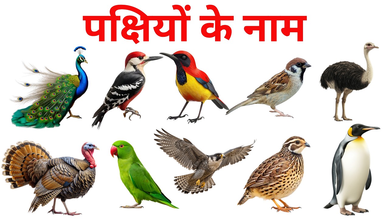 50 Birds Name in English and Hindi with Pictures| पक्षियों के नाम | Learn Daily Use Birds Vocabulary
