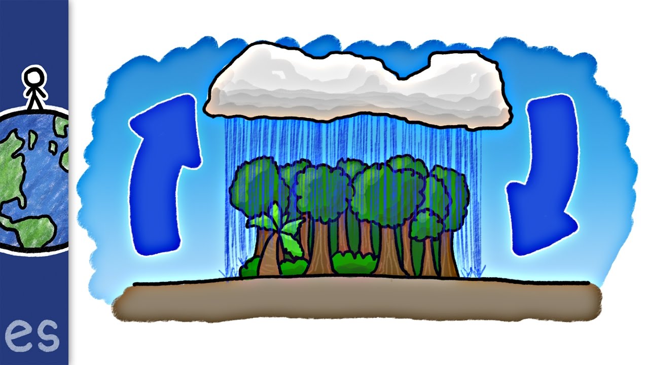 ¿Qué fue primero, la lluvia o el bosque lluvioso?