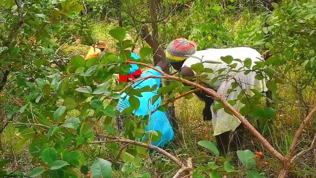 Ndizvo zvavanosiita!