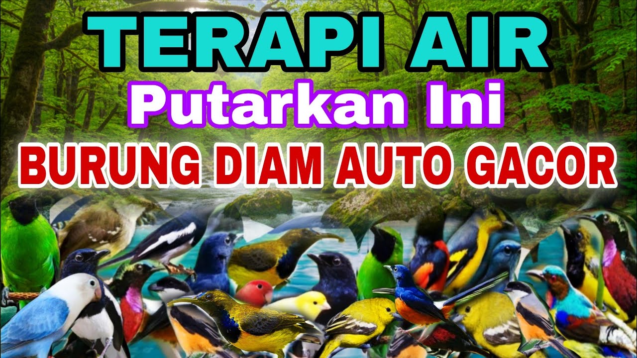 BURUNG DIAM TERUS DI PUTARKAN INI LANGSUNG GACOR, TERAPI AIR UNTUK SEMUA JENIS BURUNG MACET BUNYI