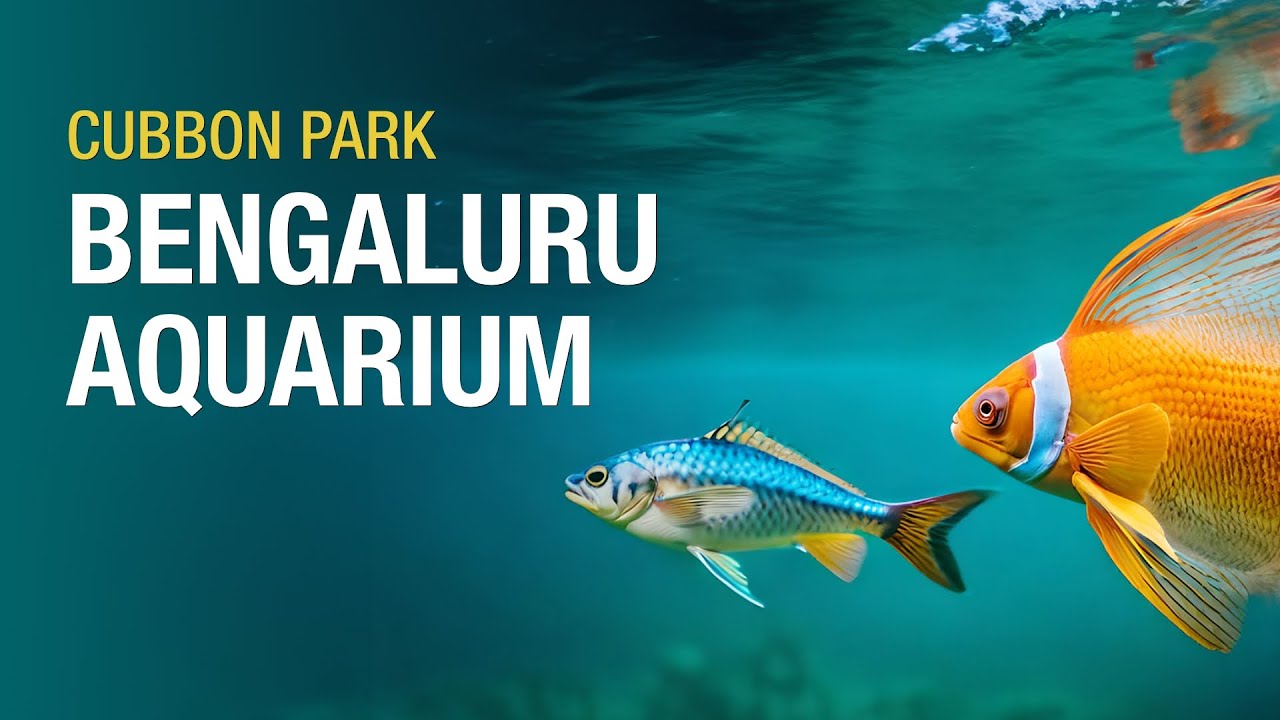 Namma Bengaluru Aquarium: Bangalore Aquarium A Must-Visit Aquatic Wonderland 2024