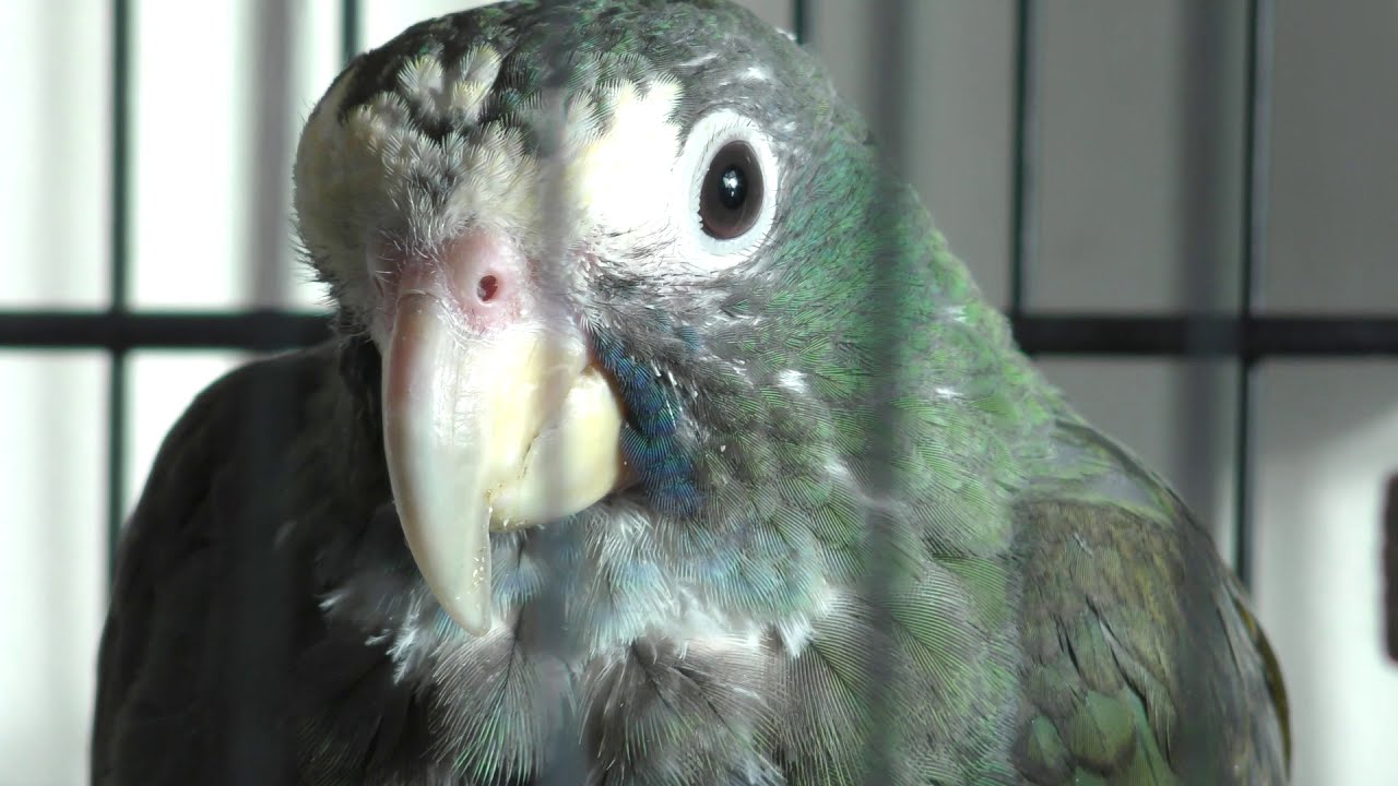 Taming a Pionus Parrot Episode 1.